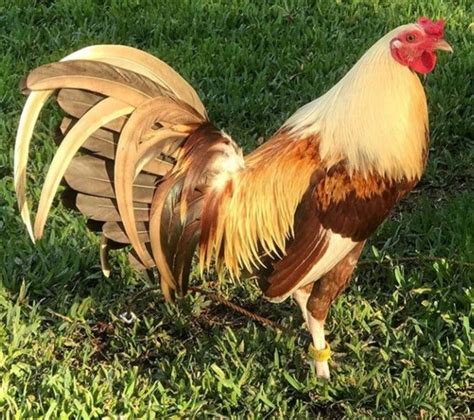 golden gamefowl.